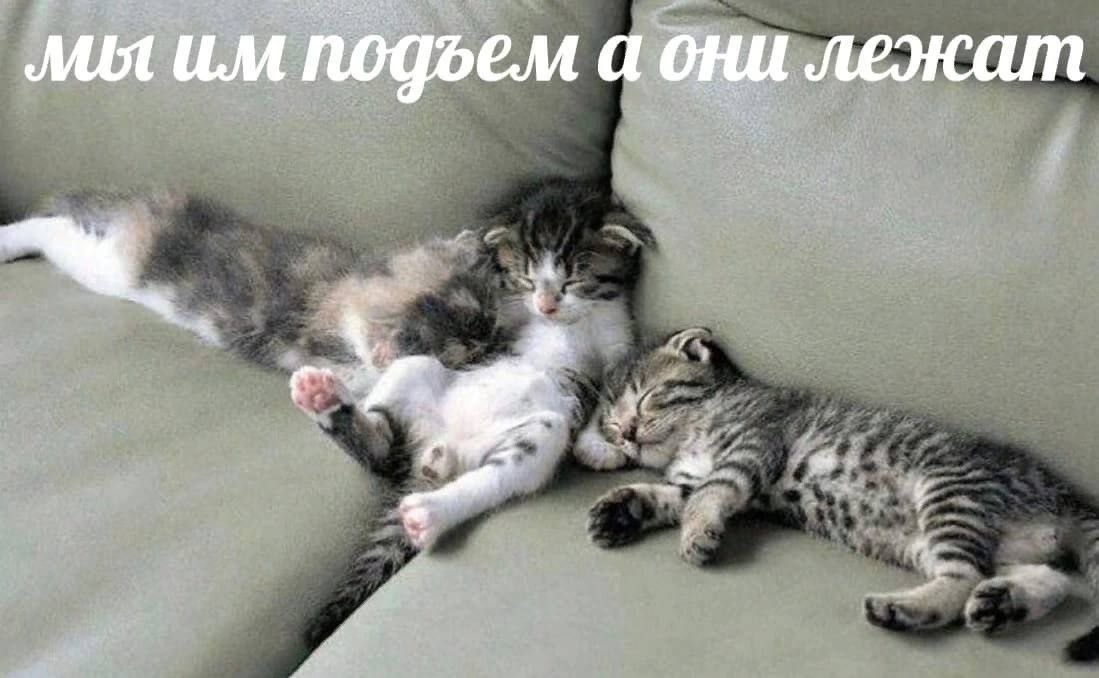 Мы им подъем а они лежат Три котенка спят на диване, а надпись на картинке гласит:
"Мы им подъем а они лежат"