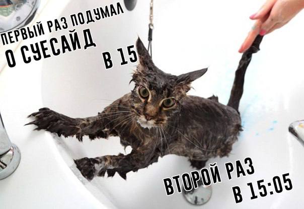 Мокрый кот суисайд Мокрый кот с прилипшей шерстью и перепуганными глазами, который за 5 минут после первого "суицида" готов на второй, находясь в ванной, пока его моют.