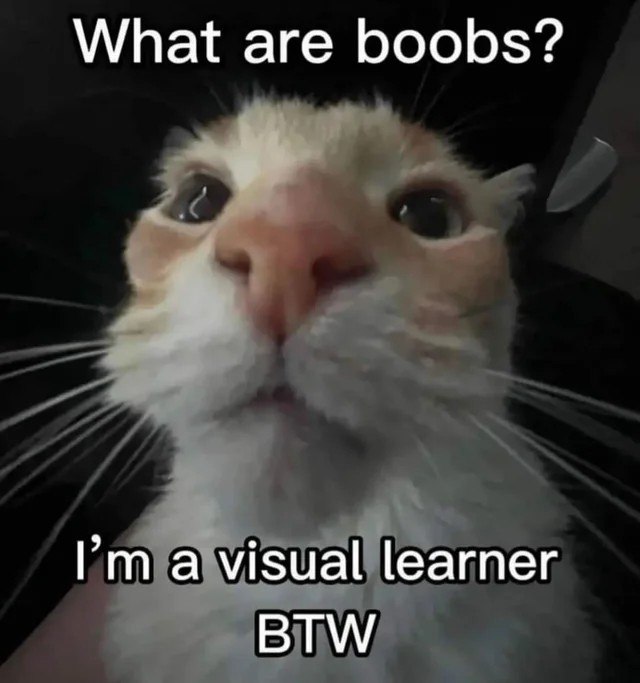 Что такое boobs? Я визуал Мем с котом, который спрашивает, что такое boobs, потому что он визуал.