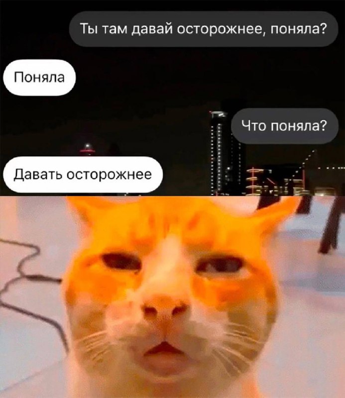 Что поняла кот Мем с котом, который не понял, что от него хотят, и поэтому имеет смешную морду с перепиской: «Ты там давай осторожнее, поняла? Поняла. Давать осторожнее. Что поняла?»