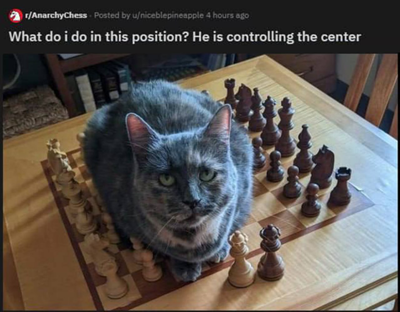 What do i do in this position? He is controlling the center Кот на шахматной доске контролирует центр, спрашивая, что делать в этой позиции