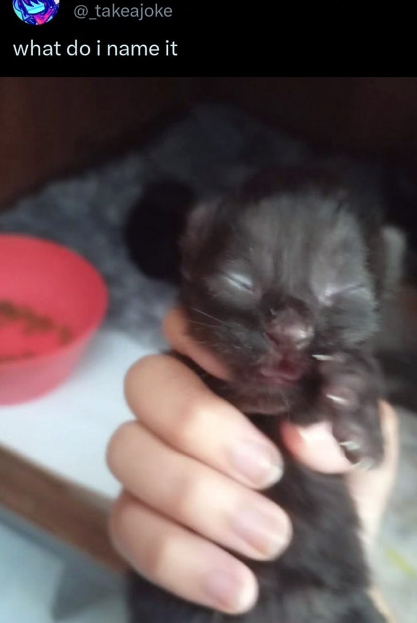 What do i name it Маленький черный котенок, которого держат в руке, с текстом "what do i name it"