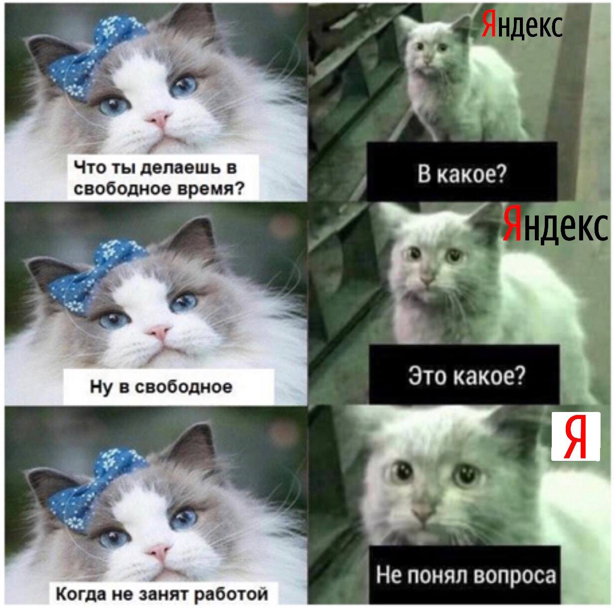 Что ты делаешь в свободное время, Яндекс? Мем с диалогом кошек о свободном времени, где одна из них олицетворяет Яндекс