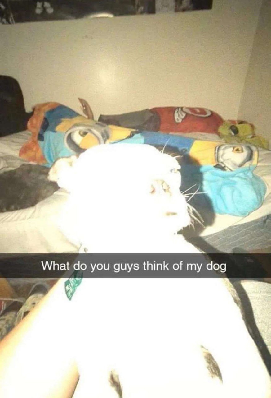 What do you guys think of my dog Что вы, ребята, думаете о моей собаке