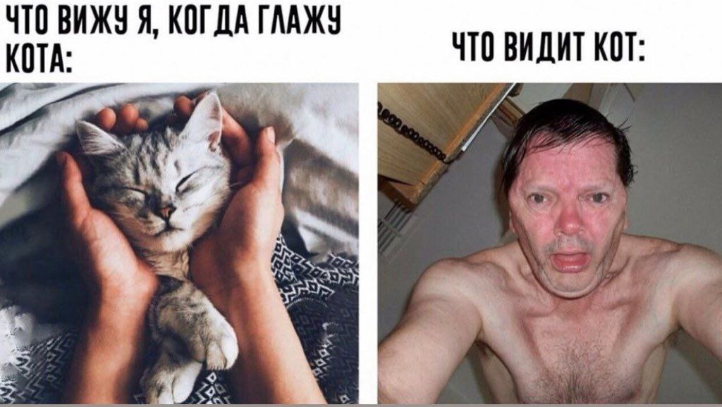 Что вижу я, когда глажу кота Два изображения в одном меме: слева ласковый кот, справа испуганный человек с красным лицом.