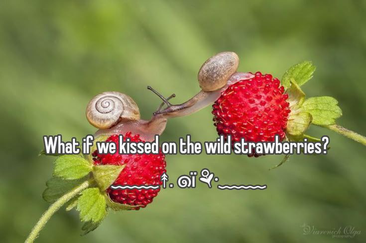What if we kissed on the wild strawberries? Улитки на лесной землянике с надписью "What if we kissed on the wild strawberries?"