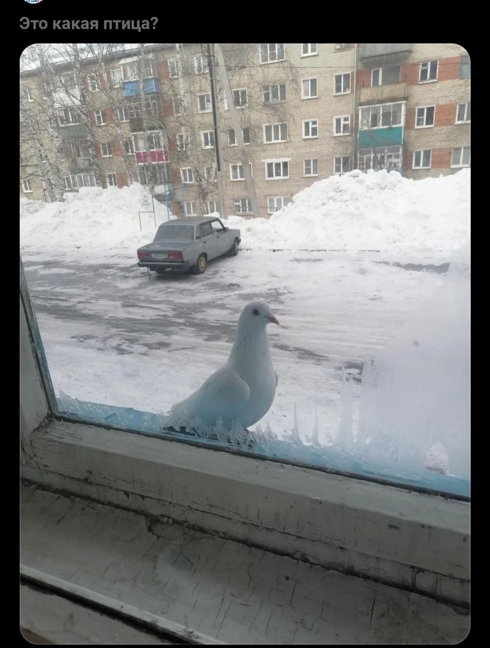 Это какая птица? Белый голубь на заснеженном подоконнике с наледью на фоне старых домов и сугробов