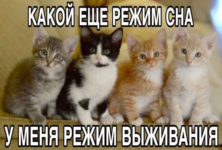 Какой еще режим сна, у меня режим выживания Мем с четырьмя котятами, спрашивающими, какой еще режим сна, ведь у них режим выживания