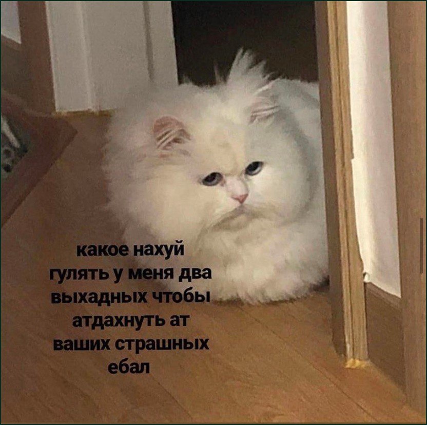 Недовольный белый кот отказывается гулять в выходные и хочет отдохнуть от людей.