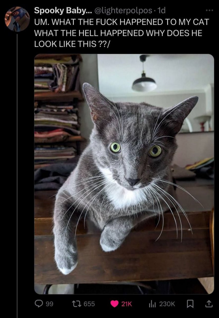 What the fuck happened to my cat Серый кот с большими глазами и ушами выглядит странно