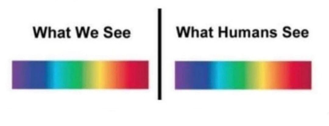 What We See What Humans See Мем с двумя полосами градиента под надписями "Что мы видим" и "Что видят люди", иллюстрирующий разницу в восприятии цветов.