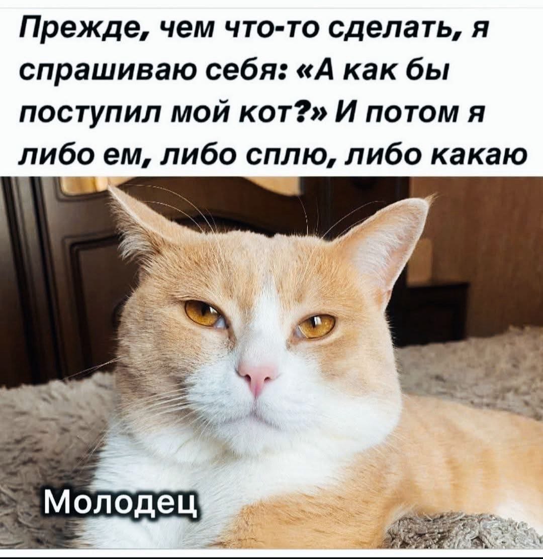 А как бы поступил мой кот Мем про кота и принятие решений, основанных на кошачьей логике