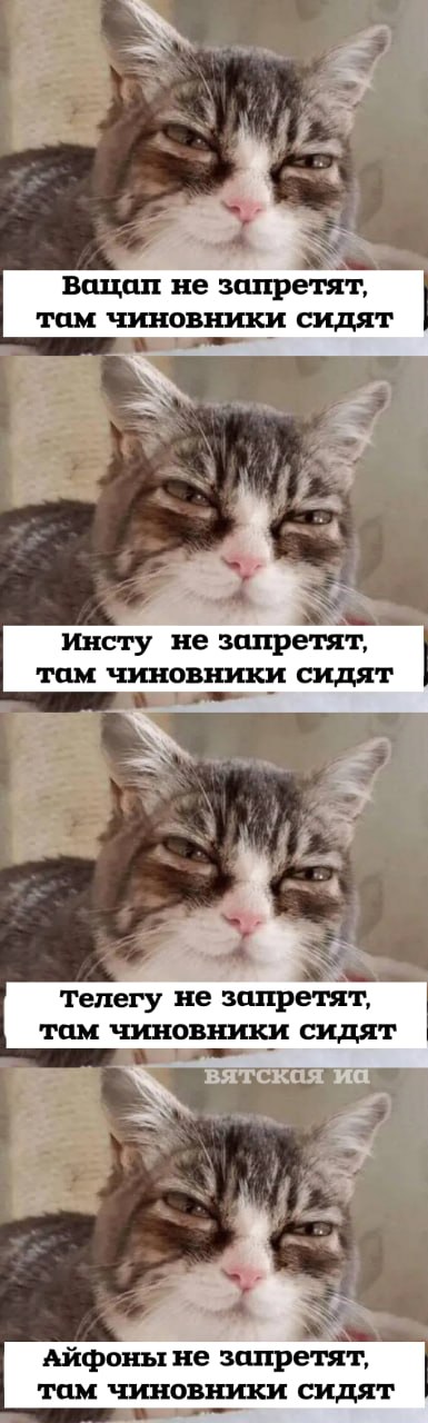 Хмурый кот о том, что WhatsApp, Instagram, Telegram и iPhone не запретят, потому что ими пользуются чиновники