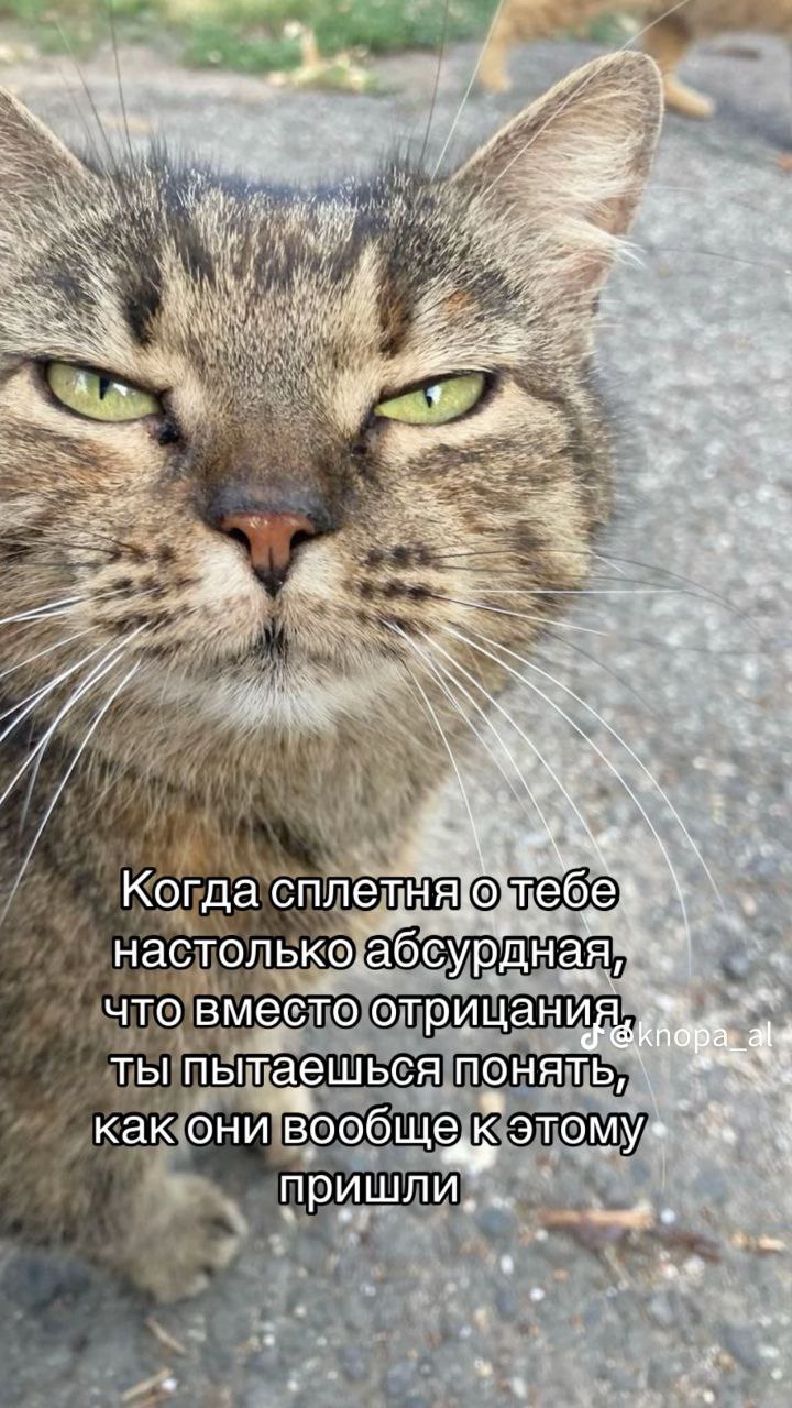 Когда сплетня о тебе настолько абсурдна Мем с котом, который выглядит озадаченным или возмущенным, с надписью о том, как сплетни могут быть настолько абсурдными, что вы пытаетесь понять их происхождение, а не отрицать