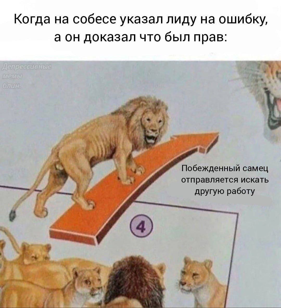 Когда на собесе указал лиду на ошибку, а он доказал что был прав Мем про льва, который после поражения на собеседовании отправляется искать другую работу