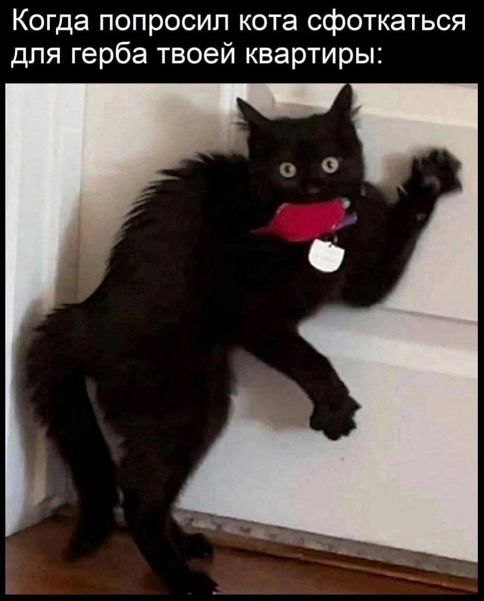 Когда попросил кота сфоткаться для герба твоей квартиры: кот с мышкой в зубах
