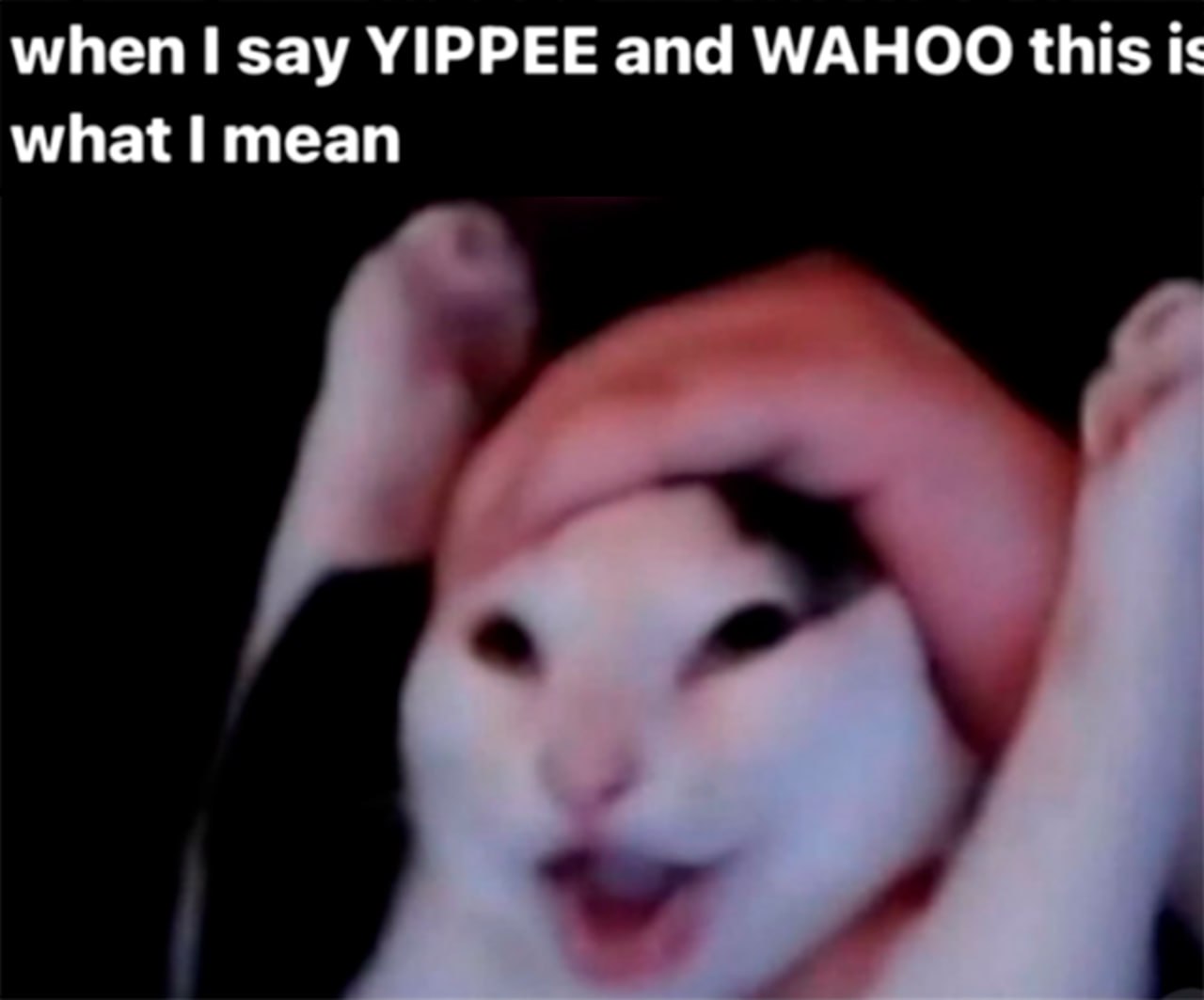 When I say YIPPEE and WAHOO this is what I mean Мем с кошкой, которую держат за голову, с текстом «When I say YIPPEE and WAHOO this is what I mean»