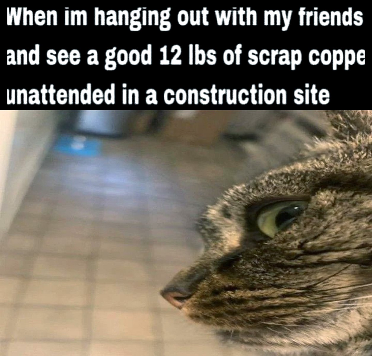 When im hanging out with my friends and see a good 12 lbs of scrap coppe unattended in a construction site Кот смотрит на бесхозную медную проволоку