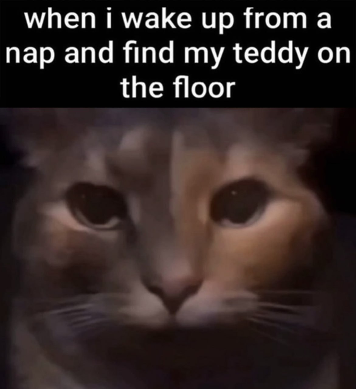 When i wake up from a nap and find my teddy on the floor Кот просыпается и смотрит на упавшего на пол плюшевого мишку.