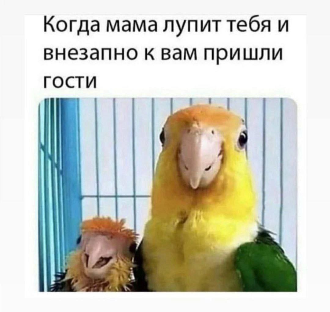 Когда мама лупит тебя и внезапно к вам пришли гости Два попугая в клетке, один из которых выглядит потрёпанным, а другой улыбается, что символизирует ситуацию, когда мама бьёт ребёнка и внезапно приходят гости.