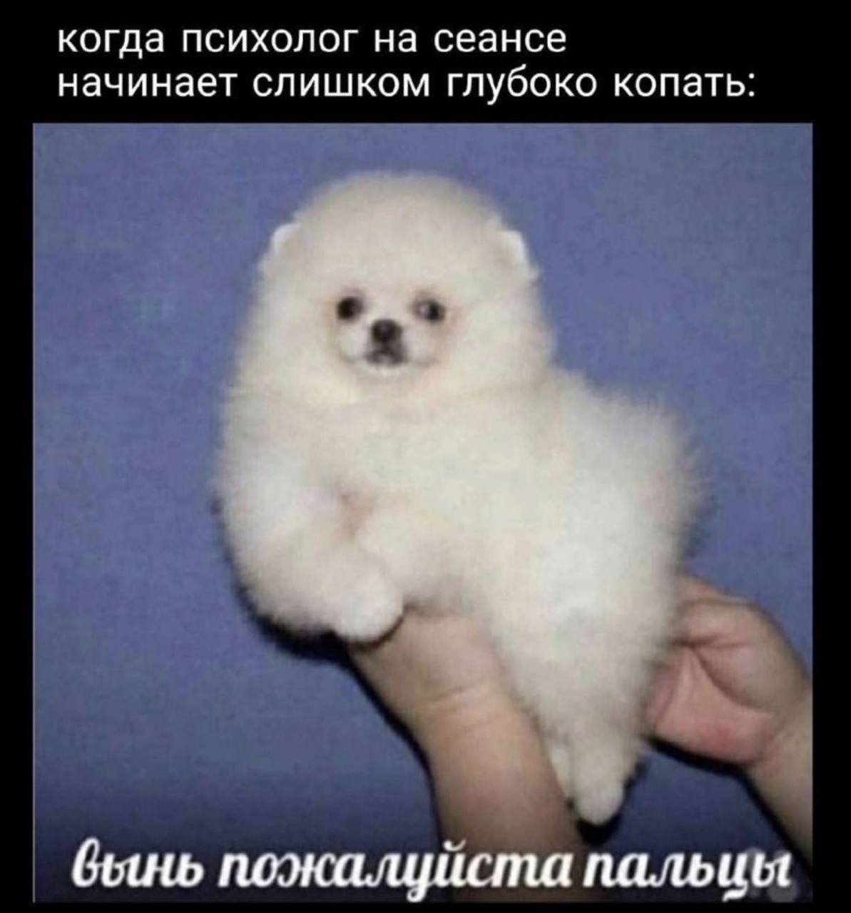 Белая пушистая собака просит психолога остановиться, когда тот начинает слишком глубоко разбирать личные проблемы.