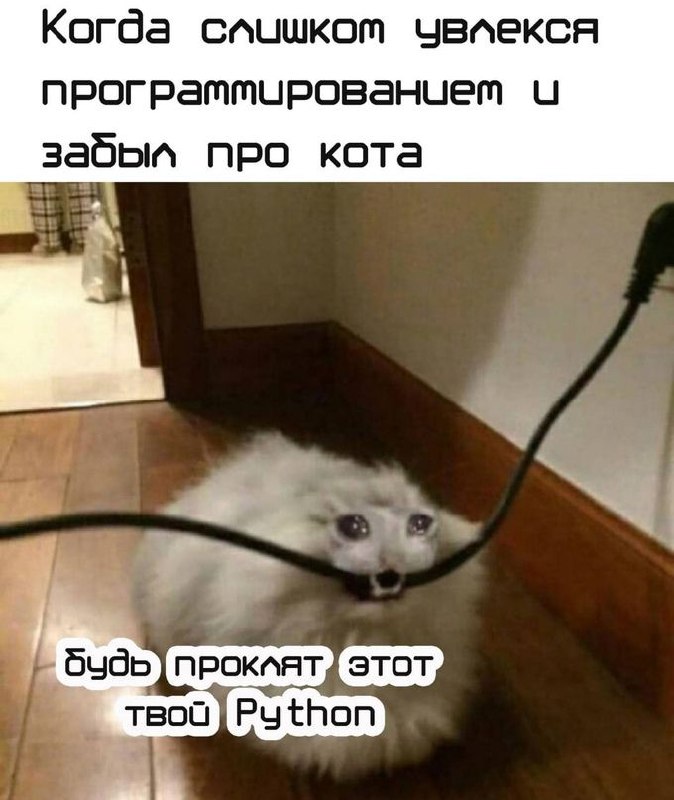 Когда слишком увлекся программированием и забыл про кота Мем с плачущим котом, через пасть которого продет провод, и текстом о том, как хозяин забыл про него из-за программирования на Python.