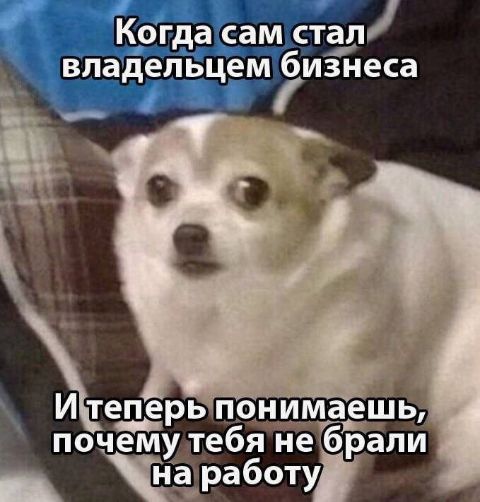 Когда сам стал владельцем бизнеса и теперь понимаешь, почему тебя не брали на работу Мем с удивленной собакой, которая стала владельцем бизнеса и поняла, почему ее раньше не брали на работу.
