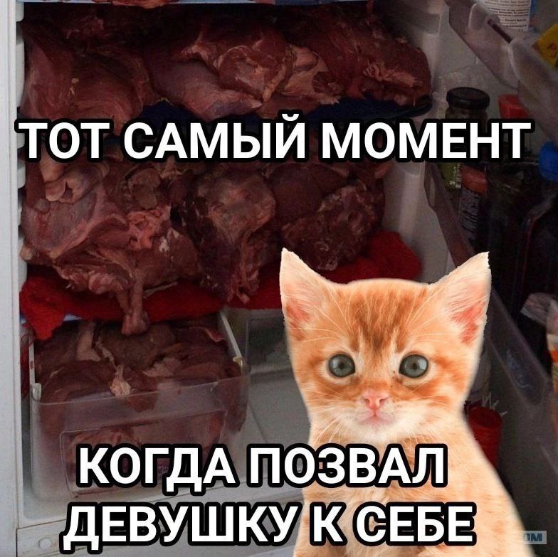 Рыжий котёнок в ужасе смотрит на холодильник, забитый сырым мясом: тот самый момент, когда позвал девушку к себе.