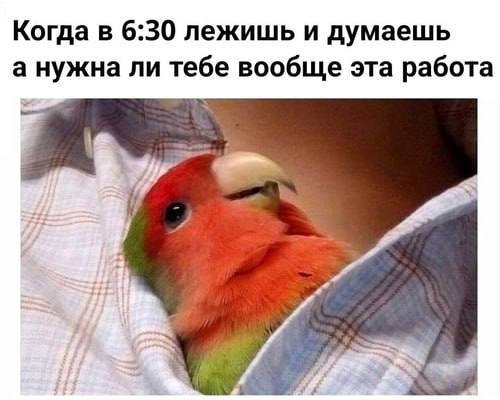 Когда лежишь и думаешь, а нужна ли эта работа Мем с попугаем в 6:30, который лежит и думает, а нужна ли ему вообще эта работа