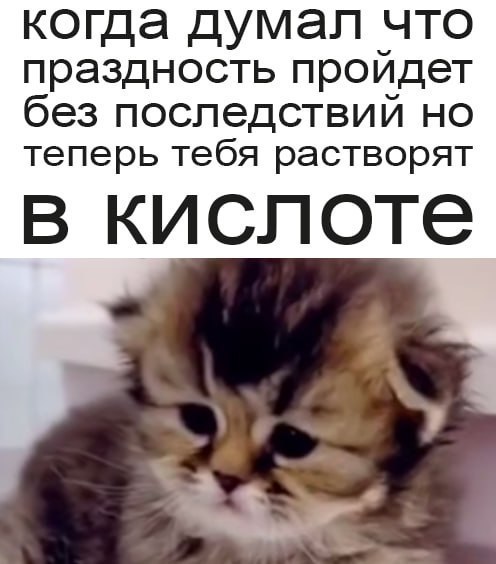 Грустный котенок под текстом о том, что праздность не прошла без последствий и теперь тебя «растворят в кислоте».