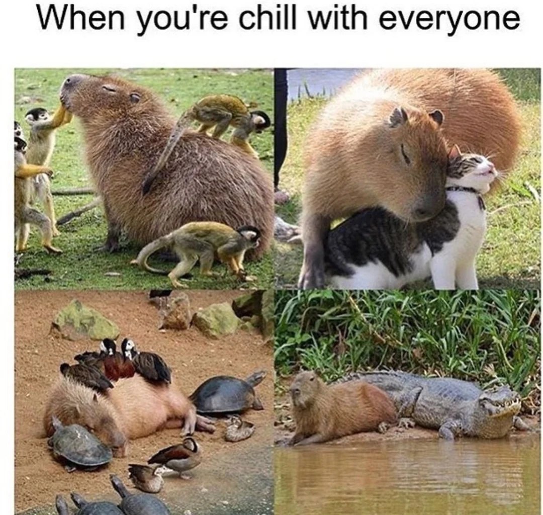 When you're chill with everyone Мем с капибарой, которая дружит со всеми: обезьянами, котами, утками, черепахами и крокодилами.