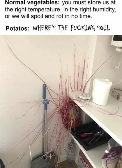 WHERE'S THE FUCKING SOIL Мем про проросший картофель, который хочет найти почву.