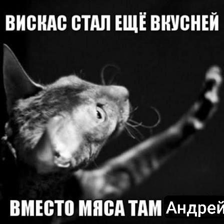 Удивленный кот тянется лапой к камере: «Вискас стал ещё вкусней, вместо мяса там Андрей»