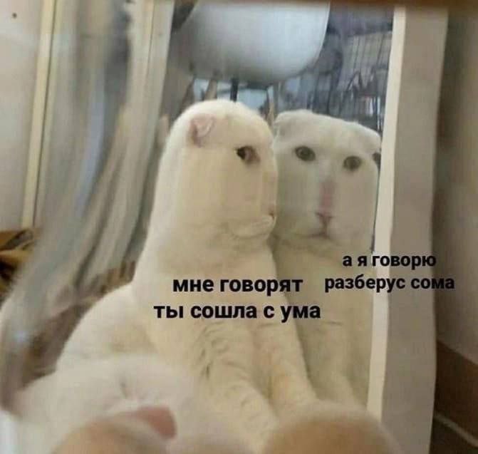 Белый кот смотрит в зеркало Белый кот смотрит на свое отражение в зеркале, с текстом «Мне говорят ты сошла с ума, а я говорю разберусь сома».
