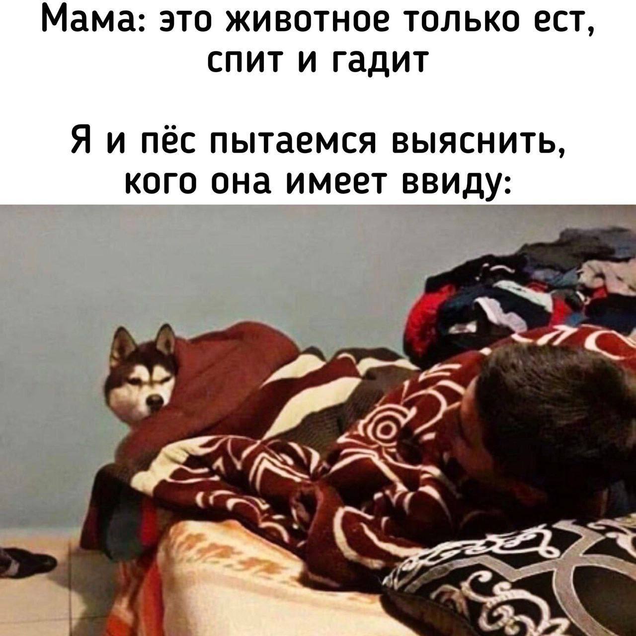 Мама говорит, что кто-то только ест, спит и гадит Я и пёс пытаемся выяснить, кого мама имеет в виду, когда говорит, что это животное только ест, спит и гадит