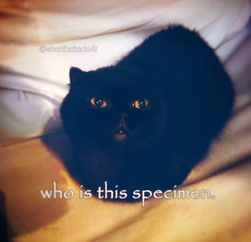 Пушистый чёрный кот с серьёзным взглядом и подписью «who is this specimen» — «что это за экземпляр?»
