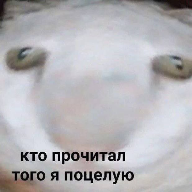 Кто прочитал, того поцелую Белый кот обещает поцеловать того, кто прочитал надпись на картинке