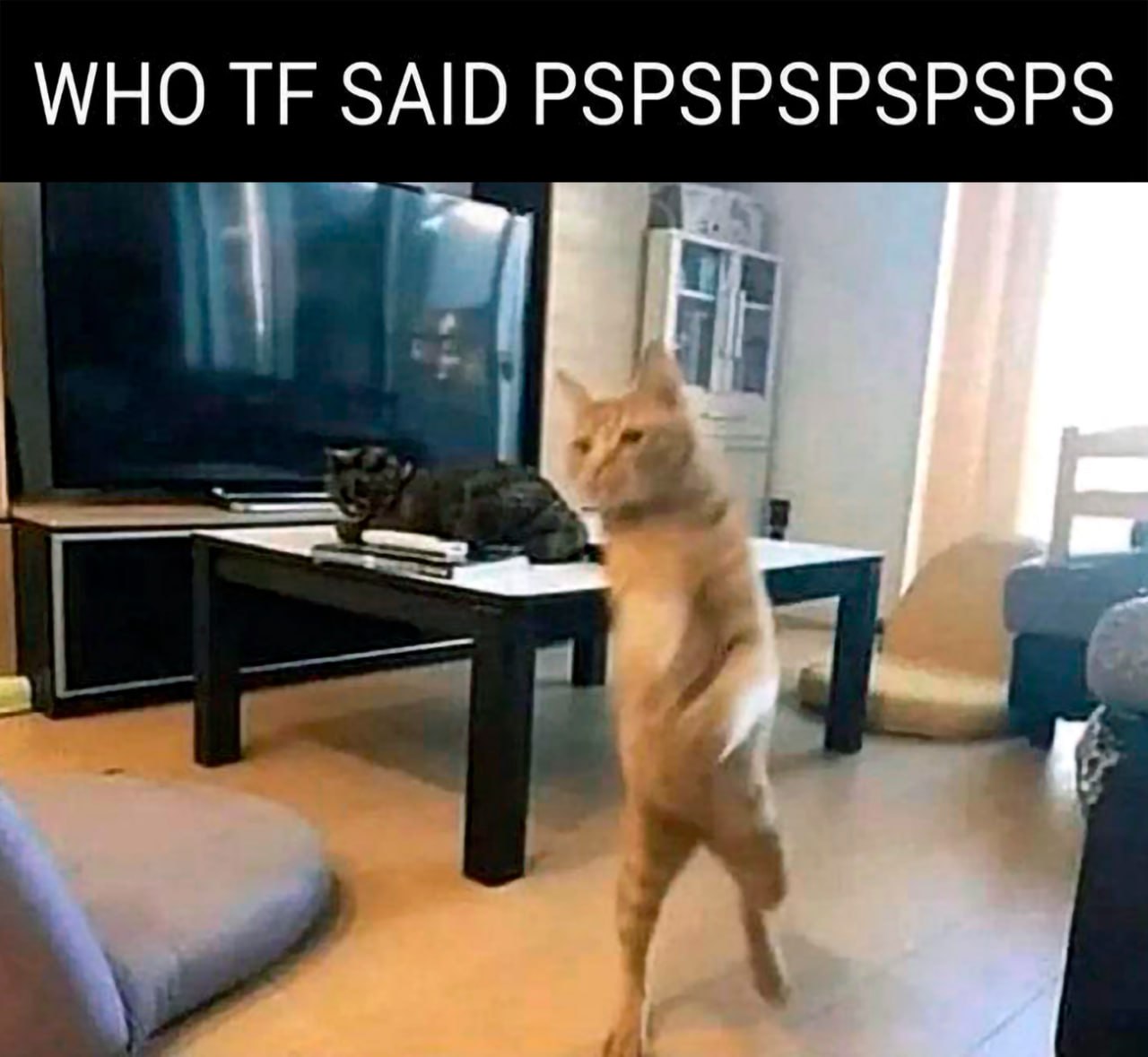 WHO TF SAID PSPSPSPSPSPSPSPS Мем с рыжим котом, стоящим на задних лапах и удивленно смотрящим, с надписью "WHO TF SAID PSPSPSPSPSPSPSPS".