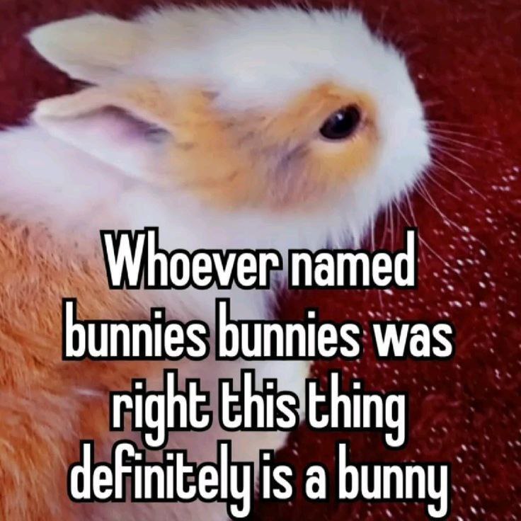 Whoever named bunnies bunnies was right this thing definitely is a bunny Кролик сидит на красном фоне с подписью "Whoever named bunnies bunnies was right this thing definitely is a bunny"