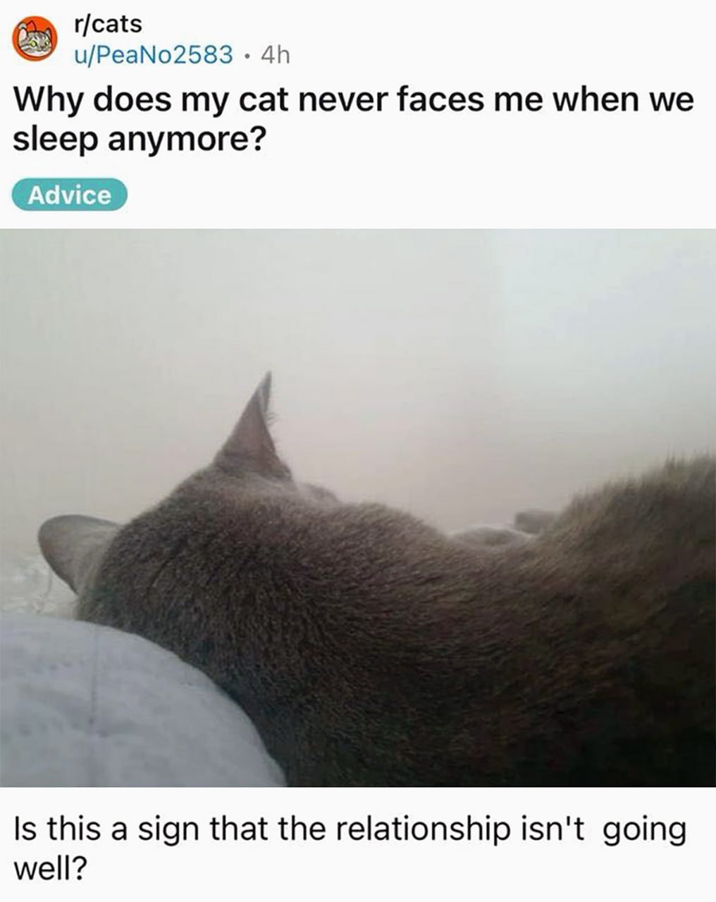 Why does my cat never faces me Кот отвернулся во сне, вопрос на Reddit о его поведении