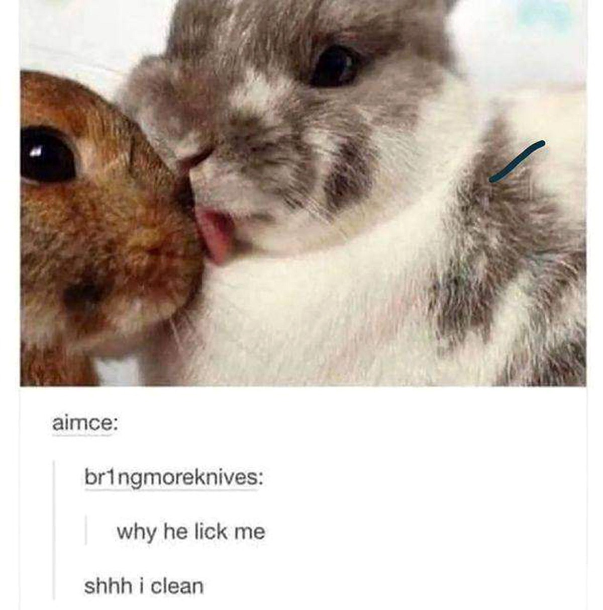Why he lick me shhh i clean Мем с кроликами, где один кролик лижет другого, а в подписи пользователи Tumblr задают вопросы о его поведении.