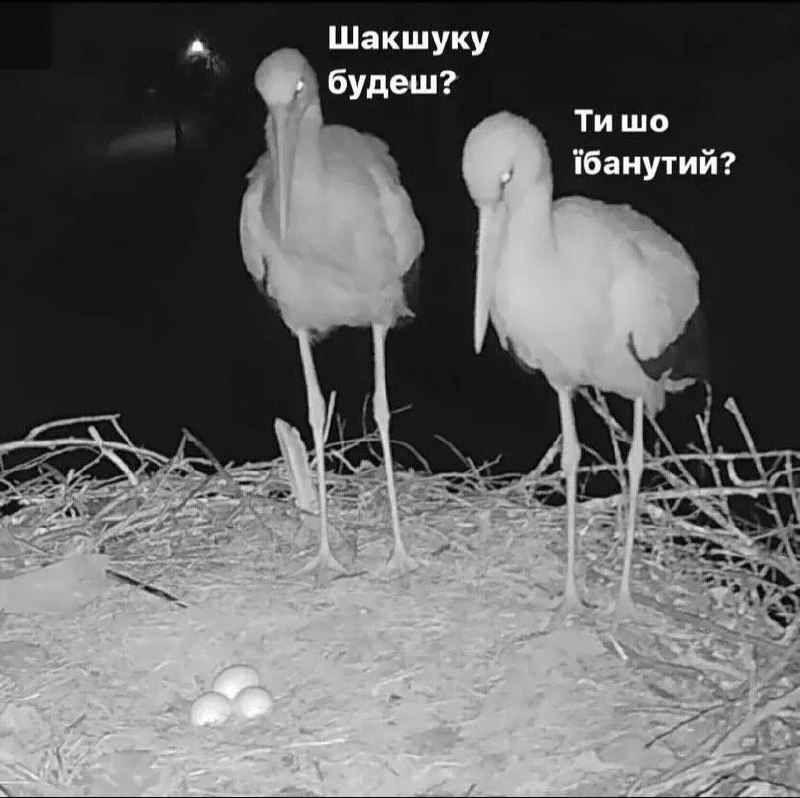 Две птицы стоят над гнездом с яйцами: одна предлагает шакшуку, а вторая в шоке спрашивает, не ебанулся ли он.