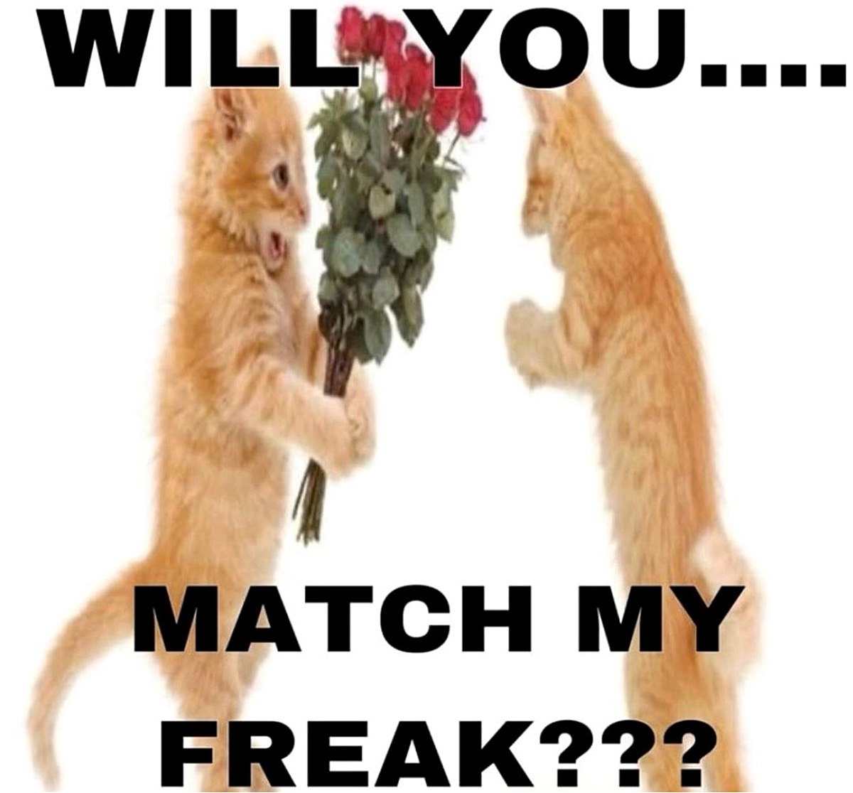 Will you match my freak Мем с двумя котятами и букетом роз, спрашивающими "Will you match my freak?"