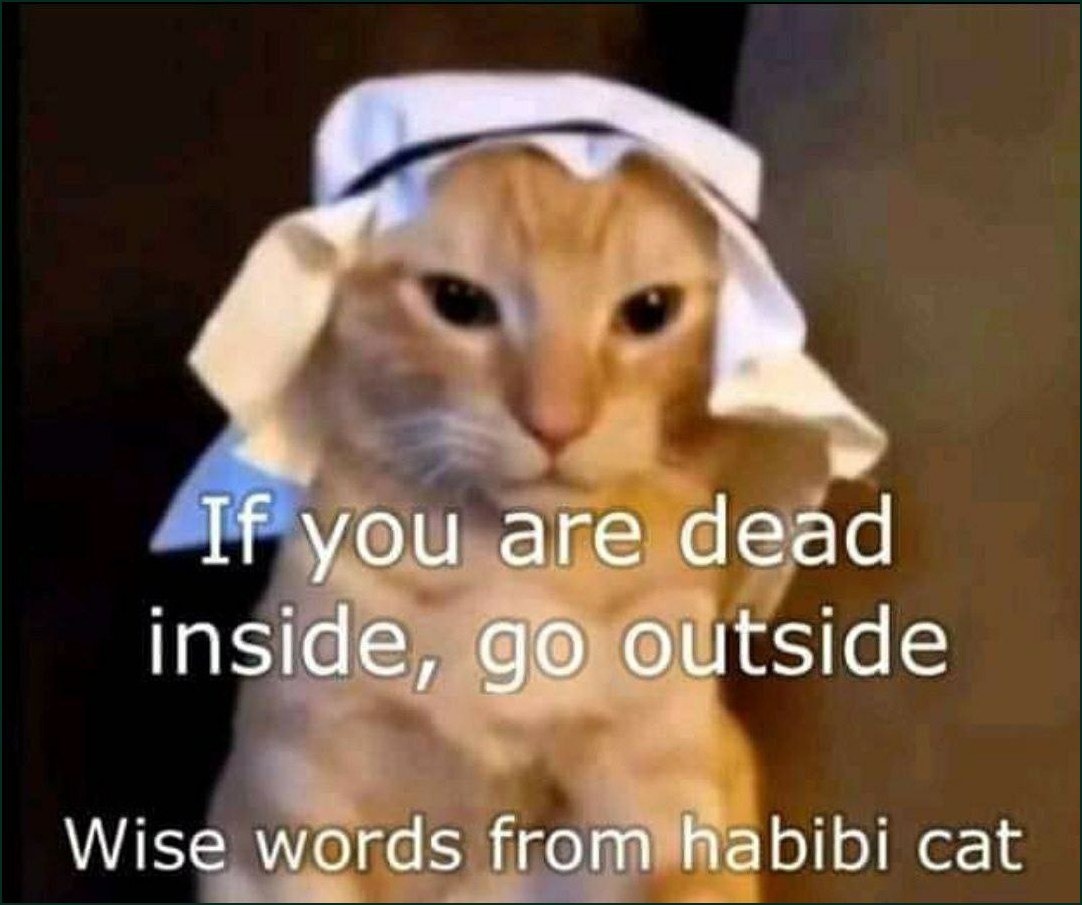 Wise words from habibi cat Мудрые слова от кота Хабиби, который советует выйти на улицу, если чувствуешь себя мертвым внутри