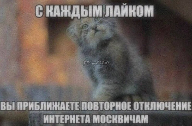 Серый кот смотрит вверх, а мем предупреждает, что каждый лайк приближает повторное отключение интернета москвичам.