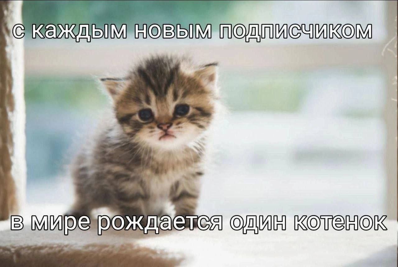 С каждым новым подписчиком в мире рождается один котенок Милый котенок на фоне размытого светлого окна, с надписью «С каждым новым подписчиком в мире рождается один котенок»