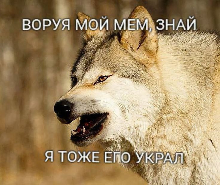 Волк: воруя мой мем, знай, я тоже его украл Мем с волком и надписью: «Воруя мой мем, знай, я тоже его украл»