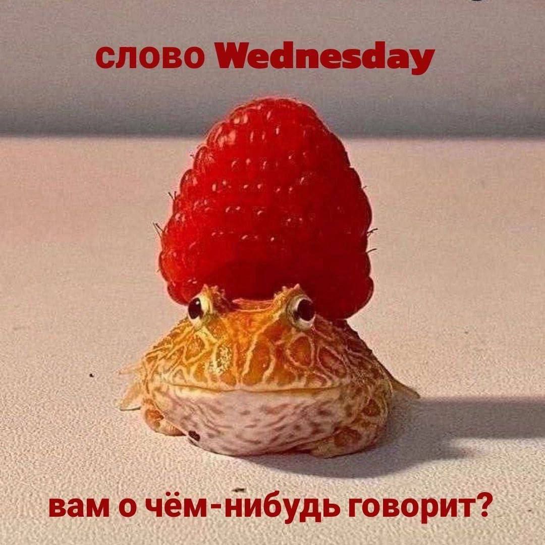 Слово Wednesday и лягушка с малиной Лягушка с малиной на голове и надписью «слово Wednesday вам о чём-нибудь говорит?»