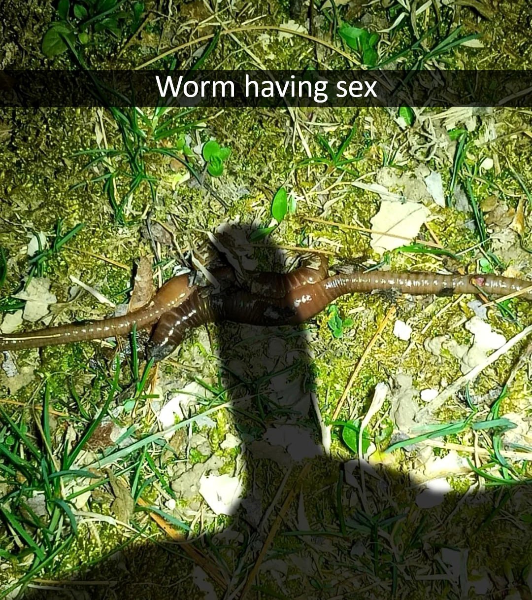 Worm having sex Два дождевых червя, занимающихся спариванием на земле ночью, подсвеченные фонариком.