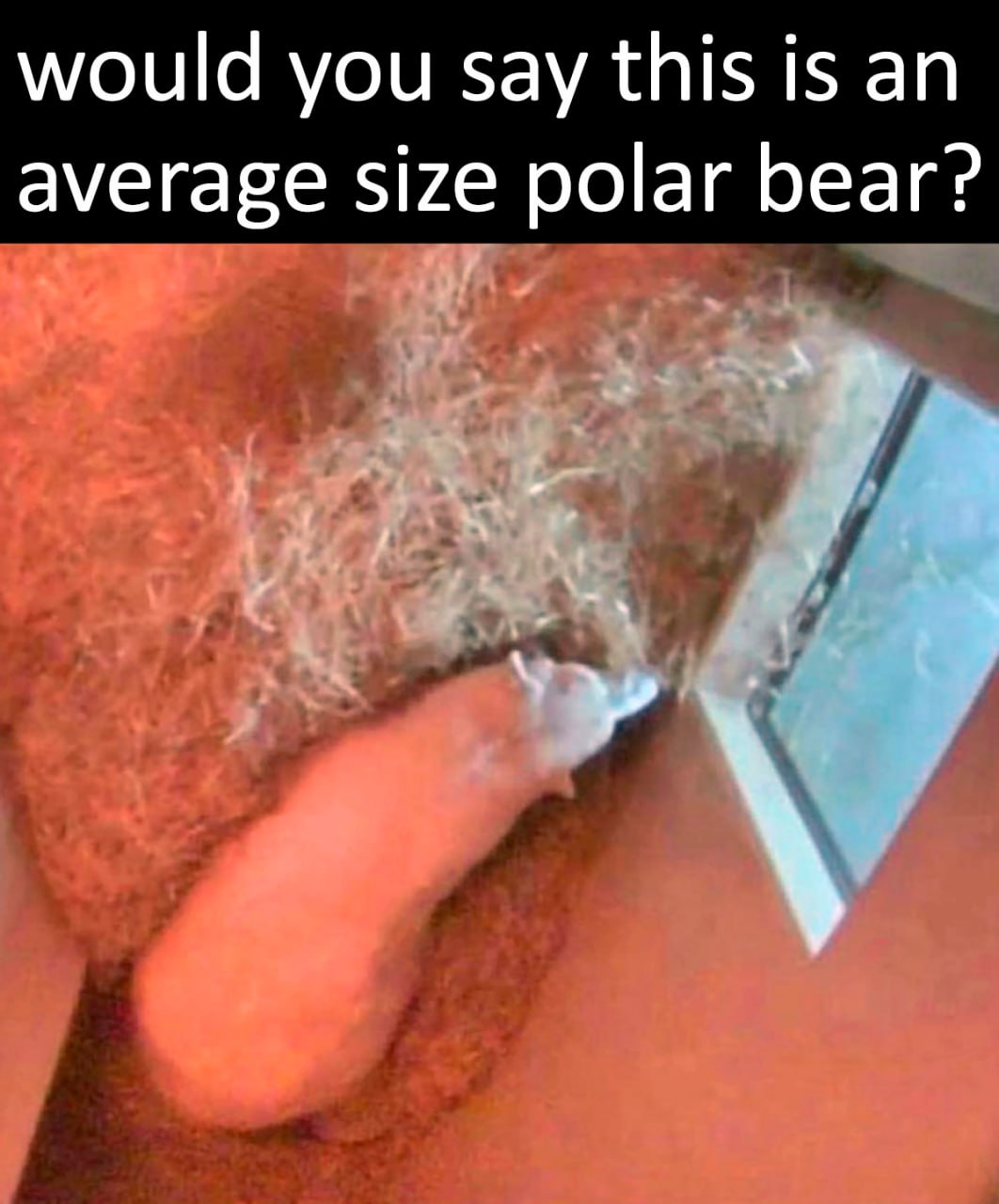 Мем с медвежонком: «Would you say this is an average size polar bear?» Мем с белым медвежонком, лежащим в берлоге, и вопросом «Would you say this is an average size polar bear?»